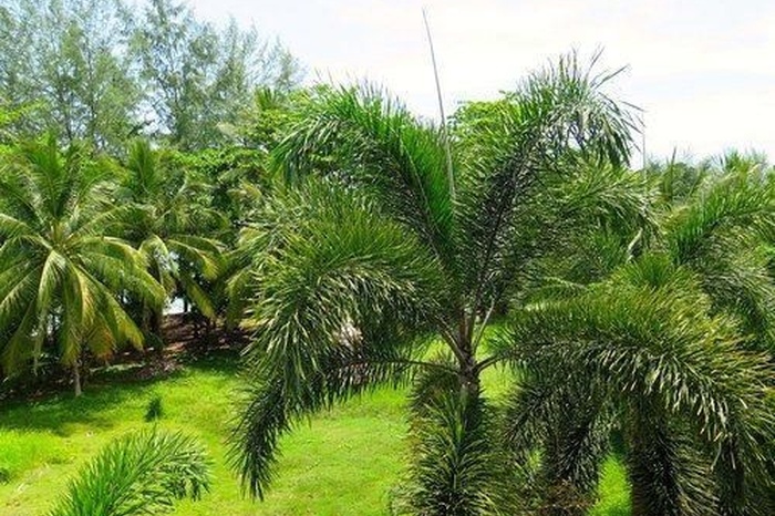 Фотография отеляSuwan Palm Resort, № 40